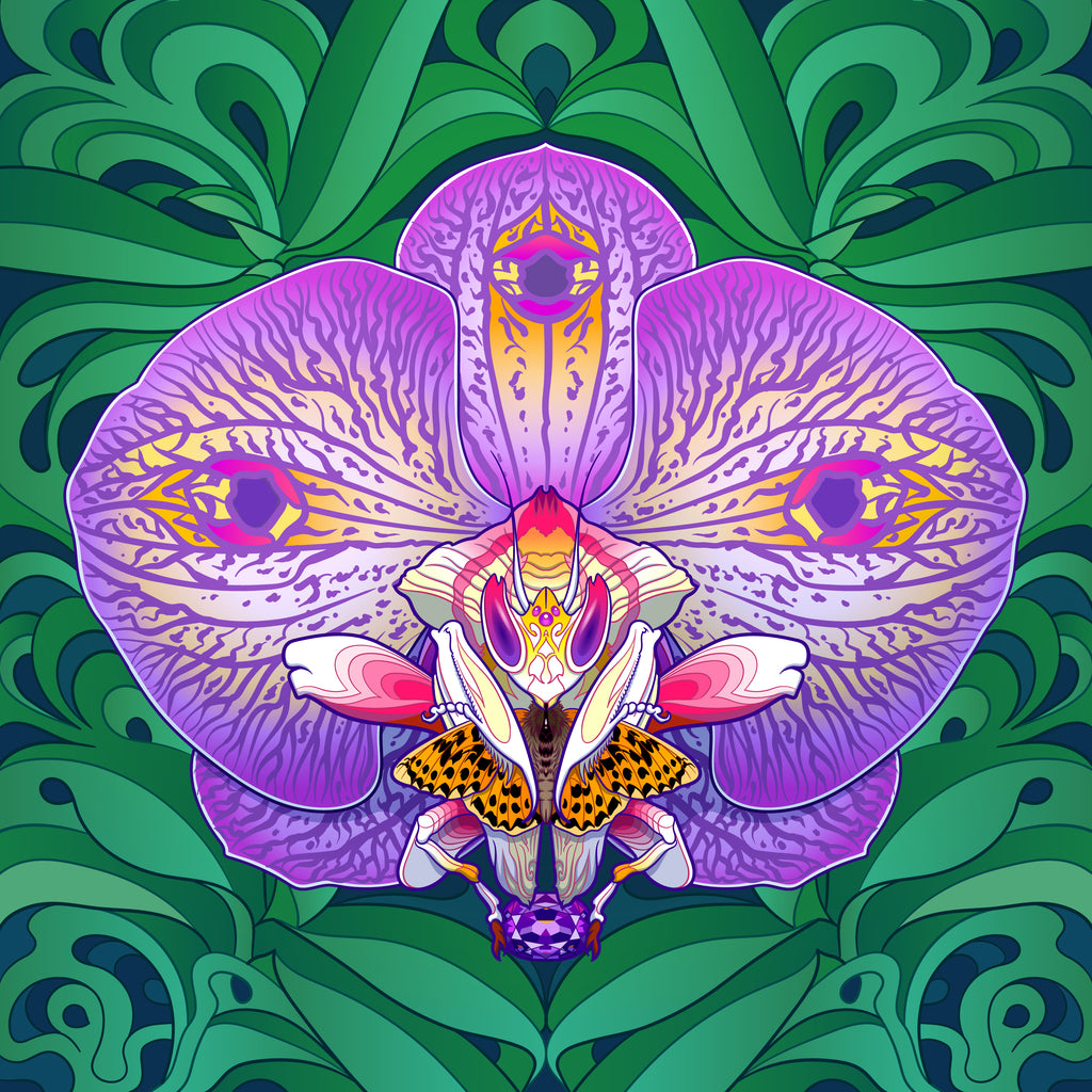 Orchid Mantis Queen
