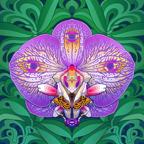 Orchid Mantis Queen